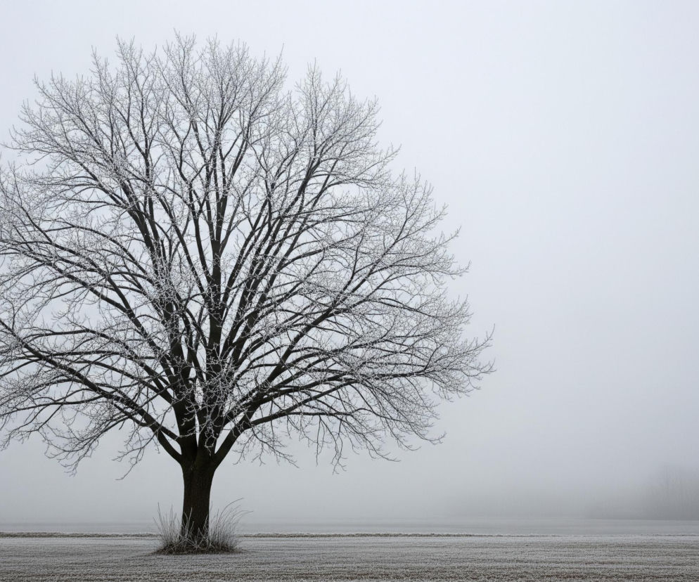 Duże, bezlistne drzewo pokryte szronem stoi po lewej stronie kadru, jego ciemne gałęzie rozchodzą się na boki. Wokół pnia rosną wysokie, cienkie źdźbła trawy, również pokryte białym szronem. Pod drzewem rozciąga się równo zaorane pole, którego brązowa ziemia jest częściowo pokryta białym szronem, tworząc poziome linie. Tło stanowi jednolicie szare niebo, zlewające się z mglistym horyzontem, gdzie po prawej stronie majaczą niewyraźne zarysy drzew.