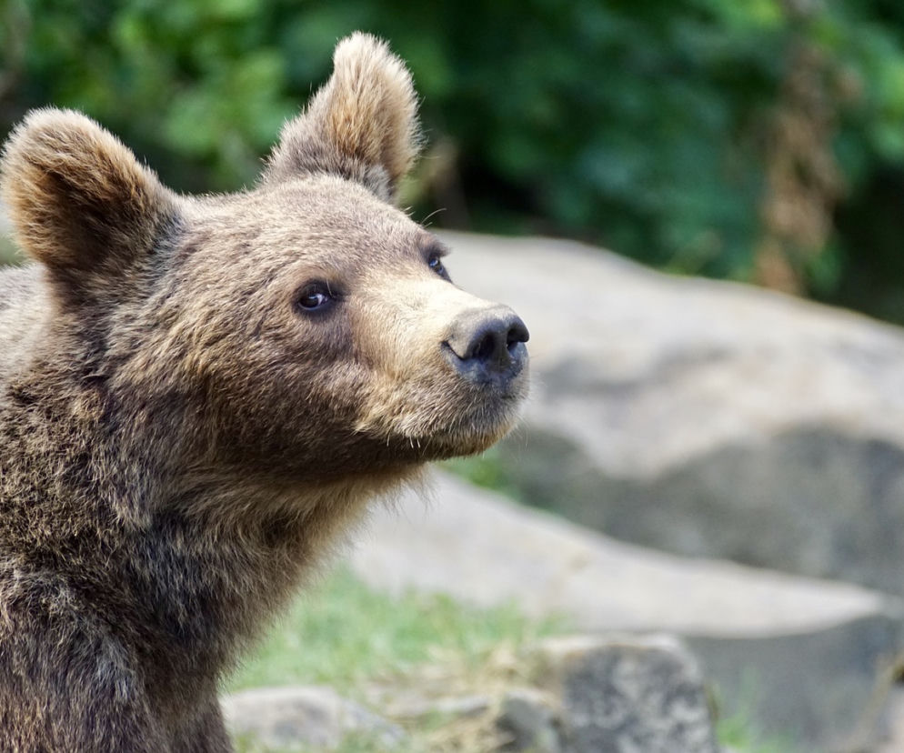 Bieszczady: Zwiększa się populacja niedźwiedzi