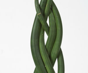 Sansewieria cylindryczna