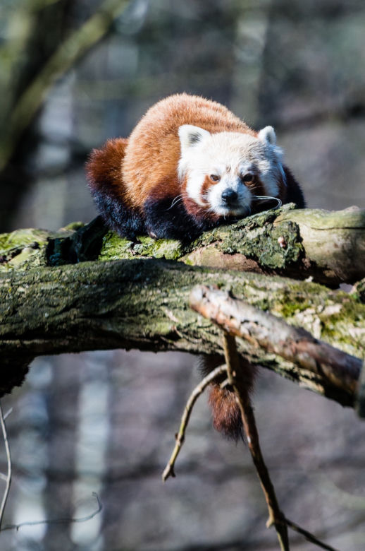 Koronawirus w Trójmieście. Zwierzęta z zoo tęsknią za ludźmi