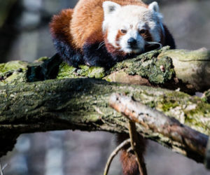 Koronawirus w Trójmieście. Zwierzęta z zoo tęsknią za ludźmi