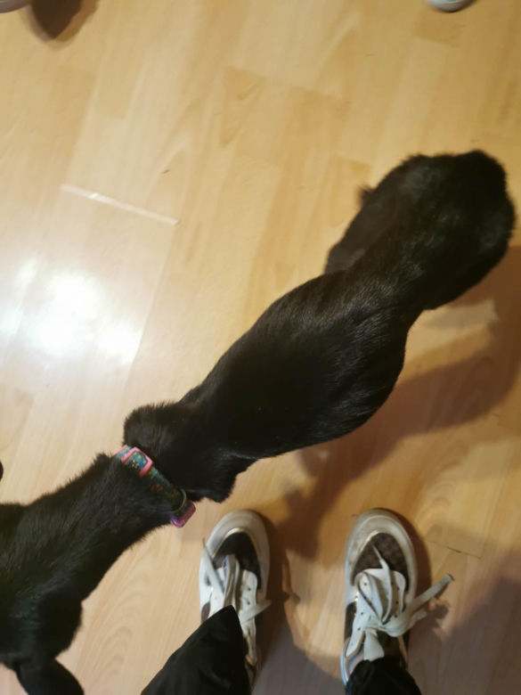 Pies zamknięty w piwnicy i skrajnie wychudzony. Pet Patrol: "To żywy szkielet psa". Jest decyzja sądu ws. właścicielki