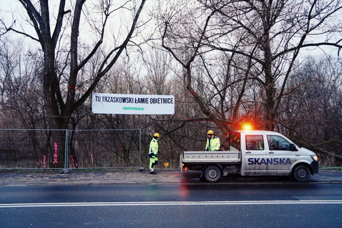 Aktywiści Greenpeace bronią drzew nad Wisłą