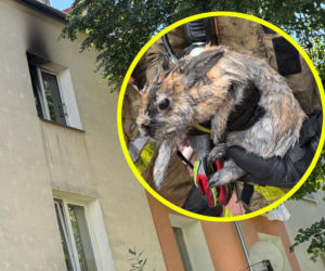 Pożar zniszczył mieszkanie. Strażacy wynieśli z niego przerażoną Królinkę