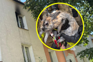 Pożar mieszkania w Świdniku. W środku została przerażona Królinka. Strażacy uratowali jej życie