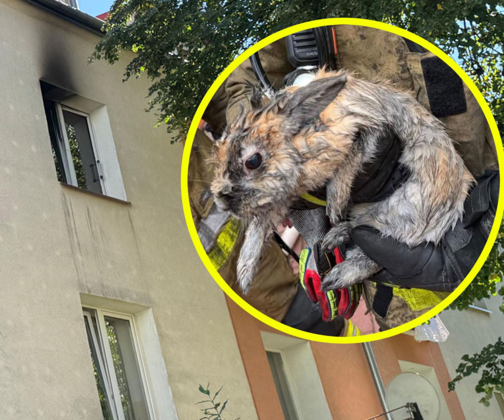 Pożar zniszczył mieszkanie. Strażacy wynieśli z niego przerażoną Królinkę