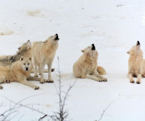 Takiego ZOO w Polsce jeszcze nie było! Chata polarna z wilkami to absolutny hit