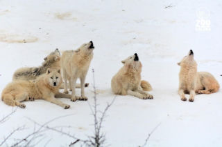 Takiego ZOO w Polsce jeszcze nie było! Chata polarna z wilkami to absolutny hit