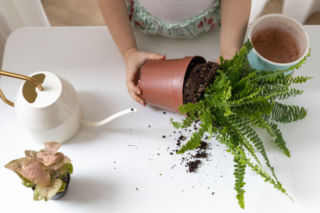 Przesadzanie paprotki nefrolepis krok po kroku