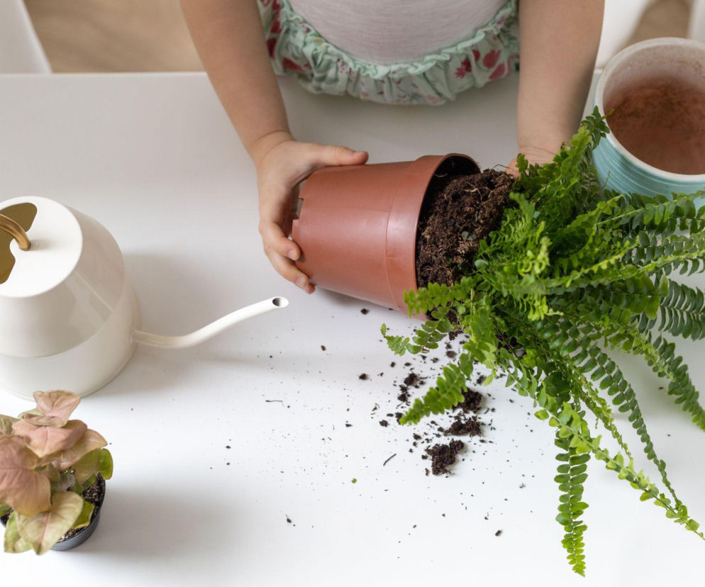 Paproć nefrolepis - przesadzanie