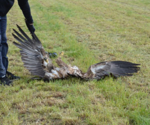 Ktoś ROZRZUCIŁ mięso, aby OTRUĆ ptaki?! Pole ŚMIERCI koło Krotoszyna