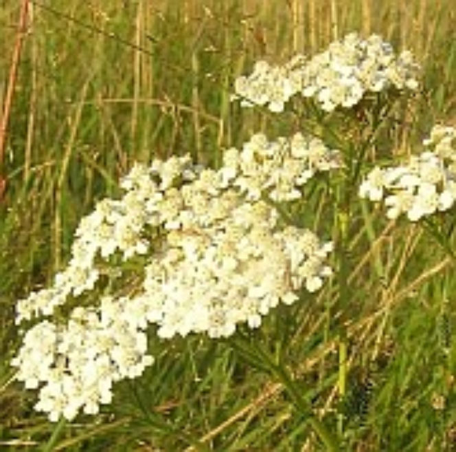 krwawnik