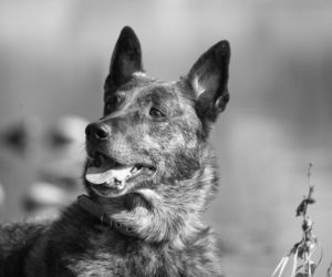 Nie żyje Arrow, bohater na czterech łapach. Pies ratownik przegrał walkę z chorobą