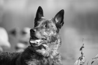 Nie żyje Arrow, bohater na czterech łapach. Pies ratownik przegrał walkę z chorobą