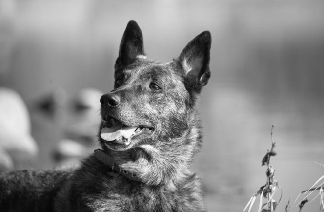 Nie żyje Arrow, bohater na czterech łapach. Pies ratownik przegrał walkę z chorobą