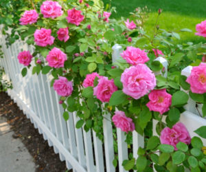 roze-ogrodowe
