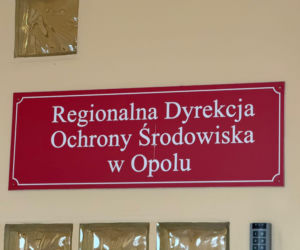 Stado jeleni sika wciąż na wolności!