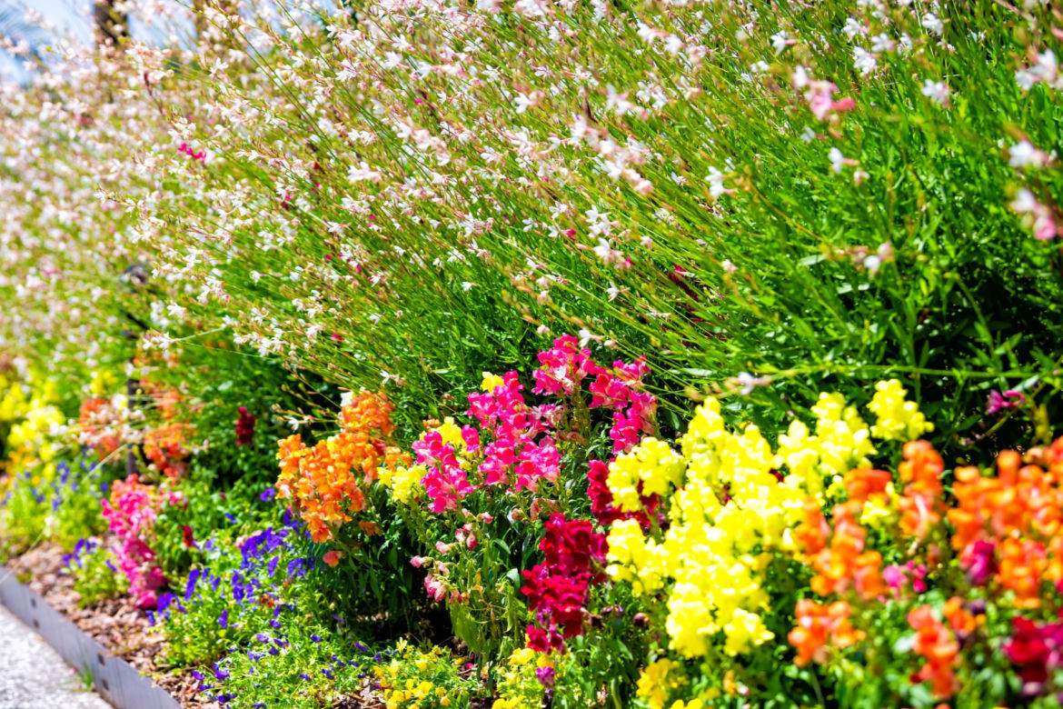 Gaura