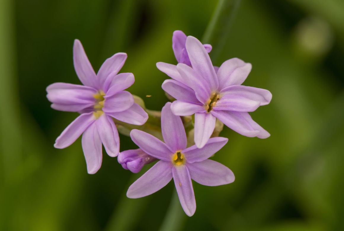 Tulbagia fioletowa
