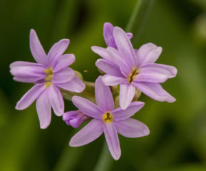 Tulbagia fioletowa