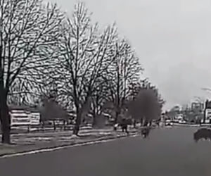 Dziki zaatakowały mężczyznę w centrum miasta. Musiał uciekać przed rozjuszonym stadem [ZDJĘCIA, WIDEO]