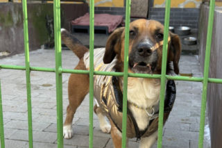 Bytom przejął schronisko dla zwierząt. Miasto zaostrza zasady po niepokojących sygnałach