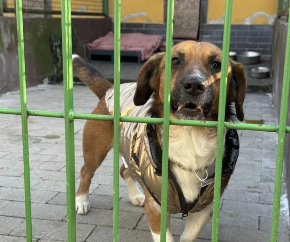 Bytom przejął schronisko dla zwierząt. Miasto zaostrza zasady