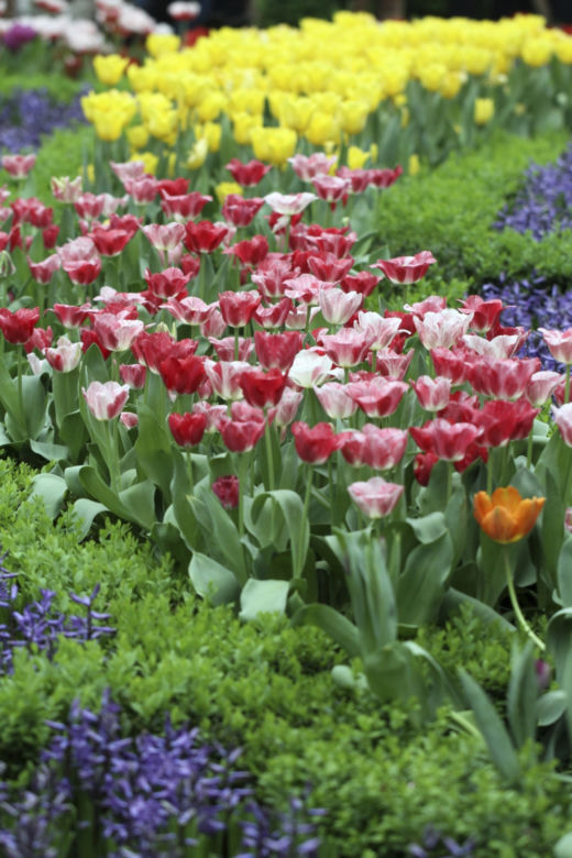 rabata-z-tulipanami.jpg