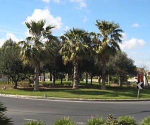 Zielone ronda