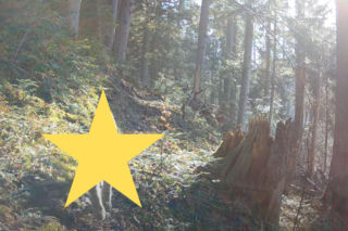 Leśny duch Roztocza! W sieci pojawiło się niezwykłe nagranie