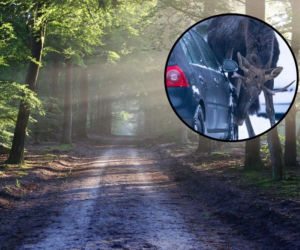 Widzisz, że leśne zwierzę robi to przy twoim samochodzie? Uważaj!