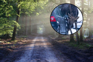 Widzisz, że leśne zwierzę robi to przy twoim samochodzie? Uważaj!