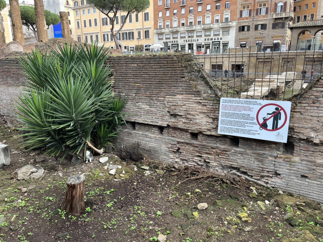 Largo Argentina w Rzymie. Koty zamieszkały w starożytnych ruinach - zobacz zdjęcia