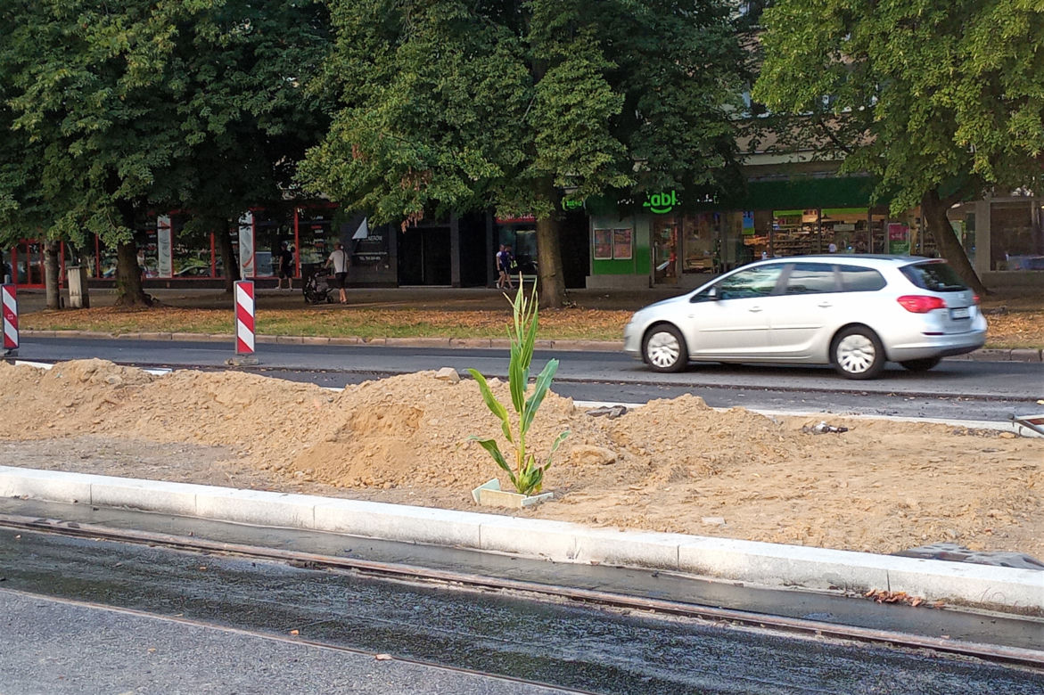 W centrum Szczecina wyrosła dorodna... kukurydza!