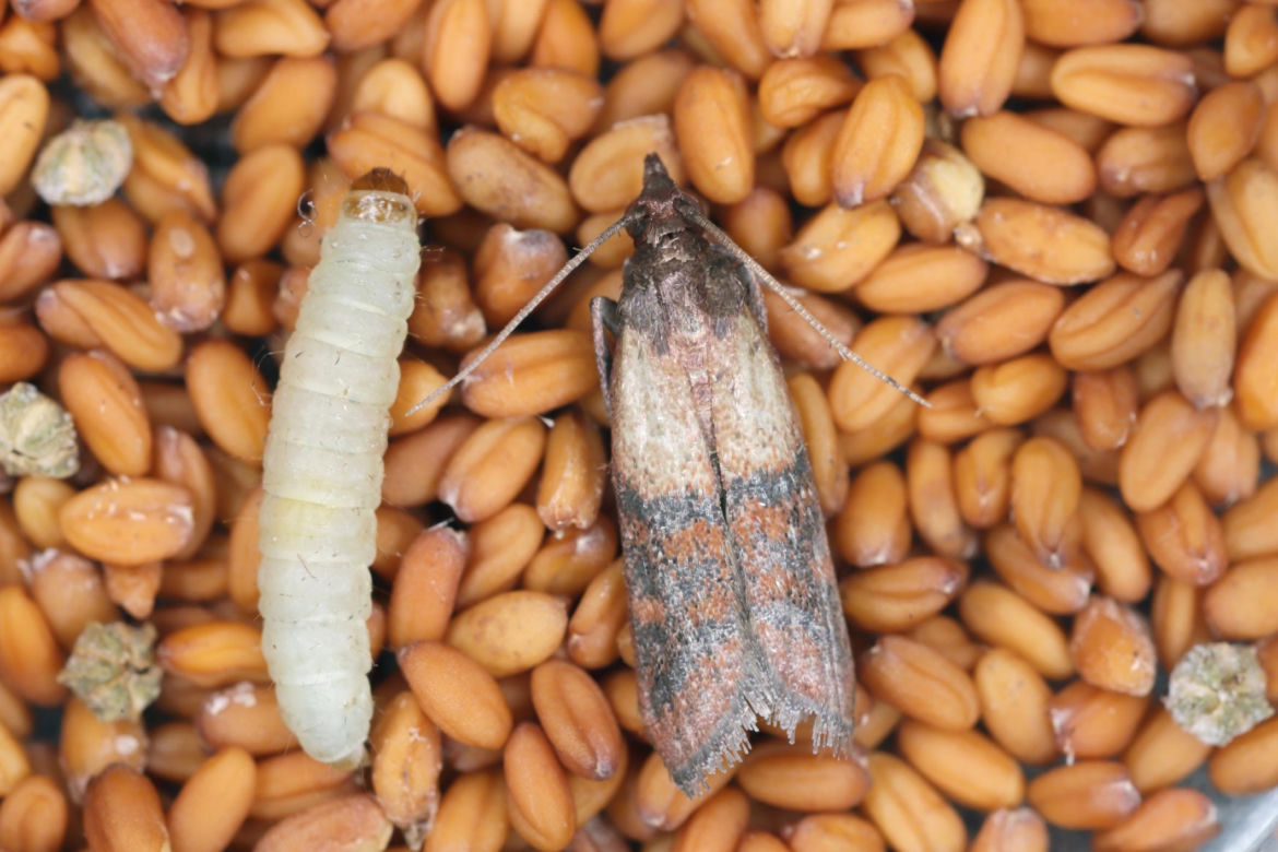 8. Mól spożywczy – Plodia Interpunctella