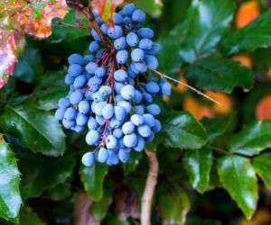 Rośliny o niebieskich owocach
