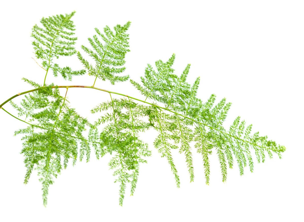 Asparagus pierzasty