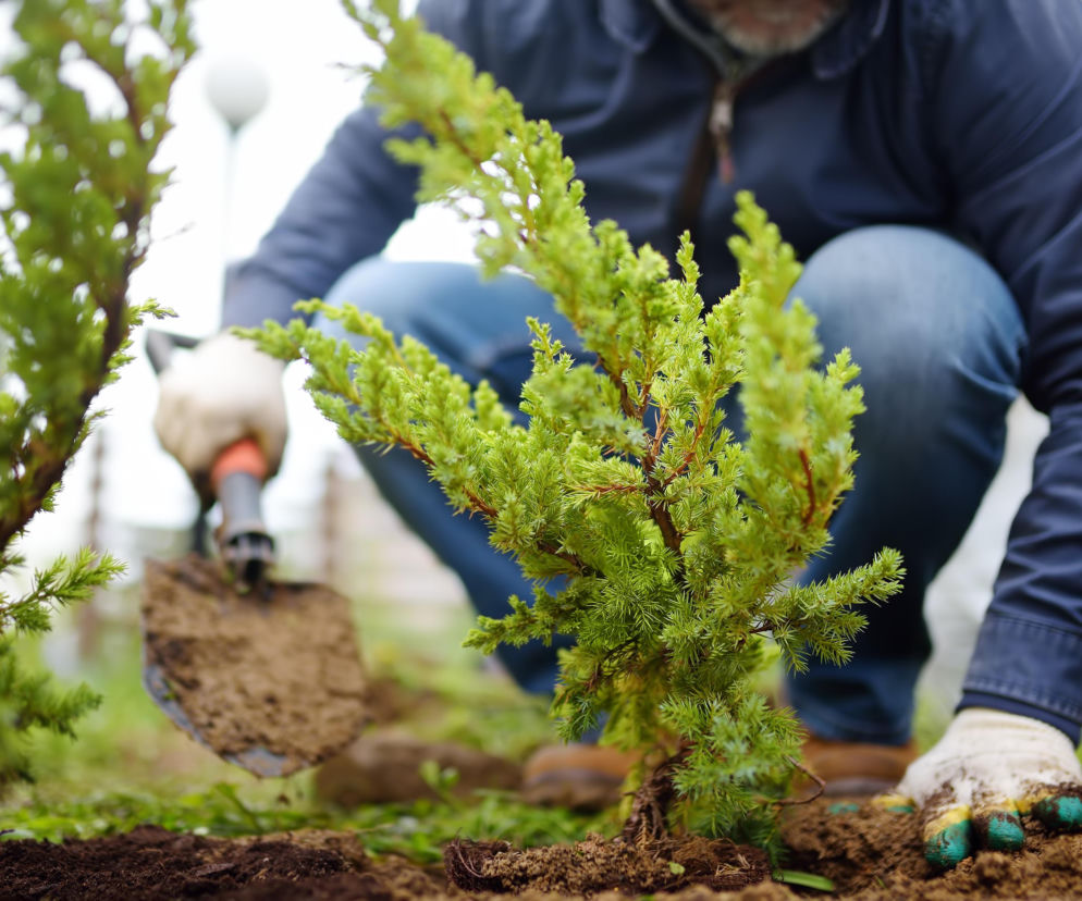 Zielone pewniaki do ogrodu. Popularne sadzonki iglaków – aktualne ceny marzec 2026