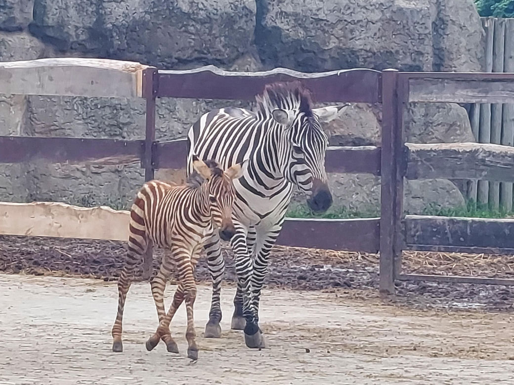 Mała zebra w zamojskim ZOO