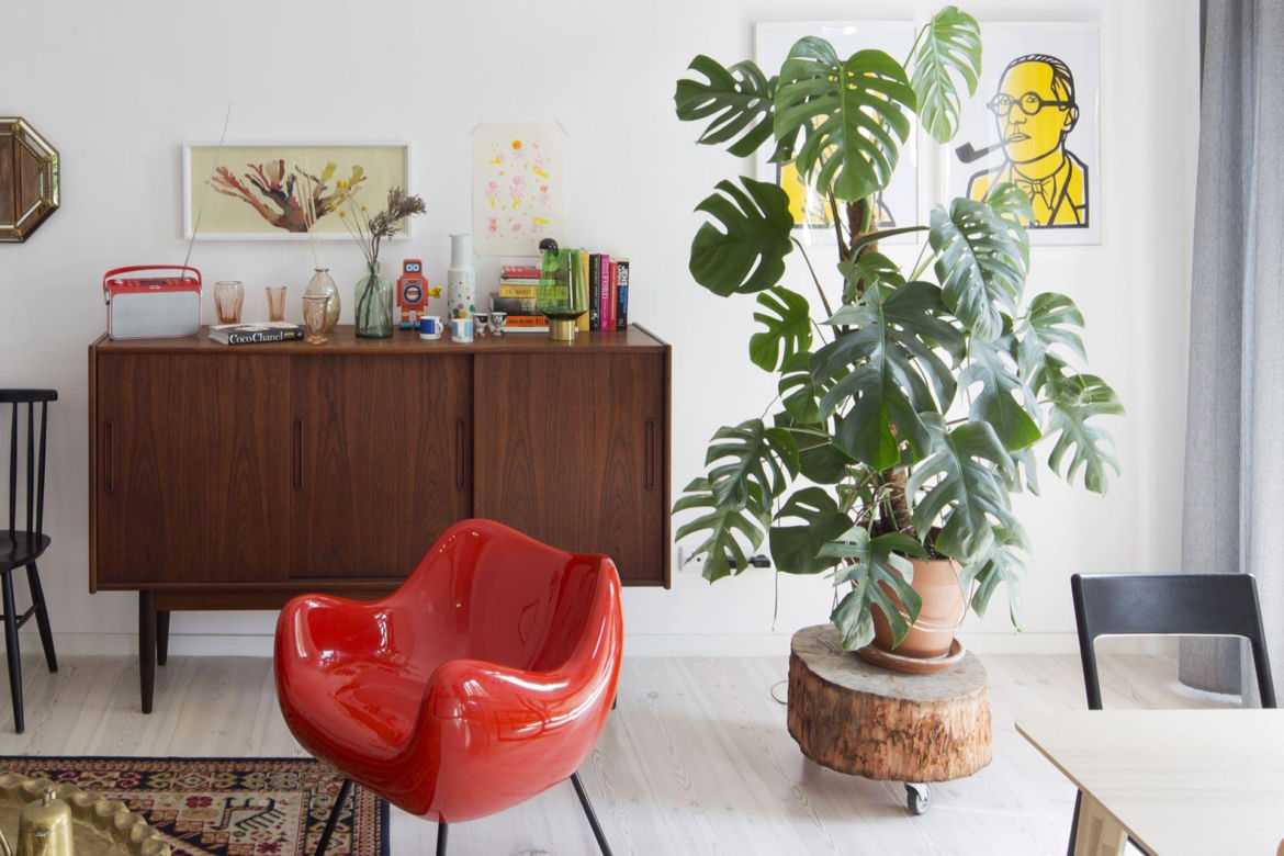 Monstera dziurawa