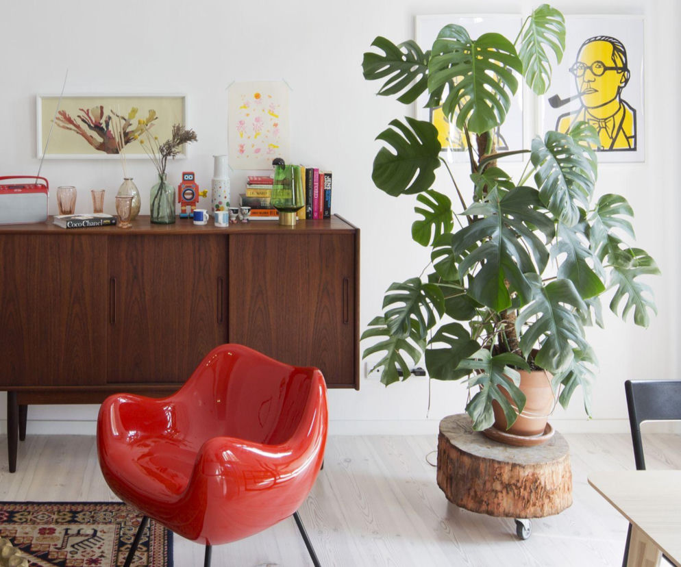 Nie kupuj nowej monstery. Zrób jej „bigos”, a wypuści spektakularne liście