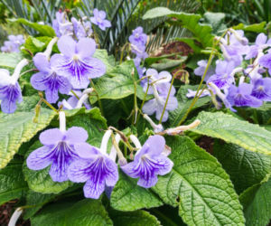 Skrętnik (Streptocarpus)