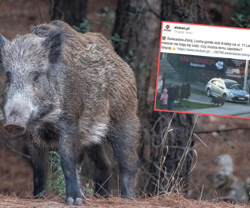 Dziki opanowały miasto. Dramatyczna ucieczka 8-latki w centrum uzdrowiska