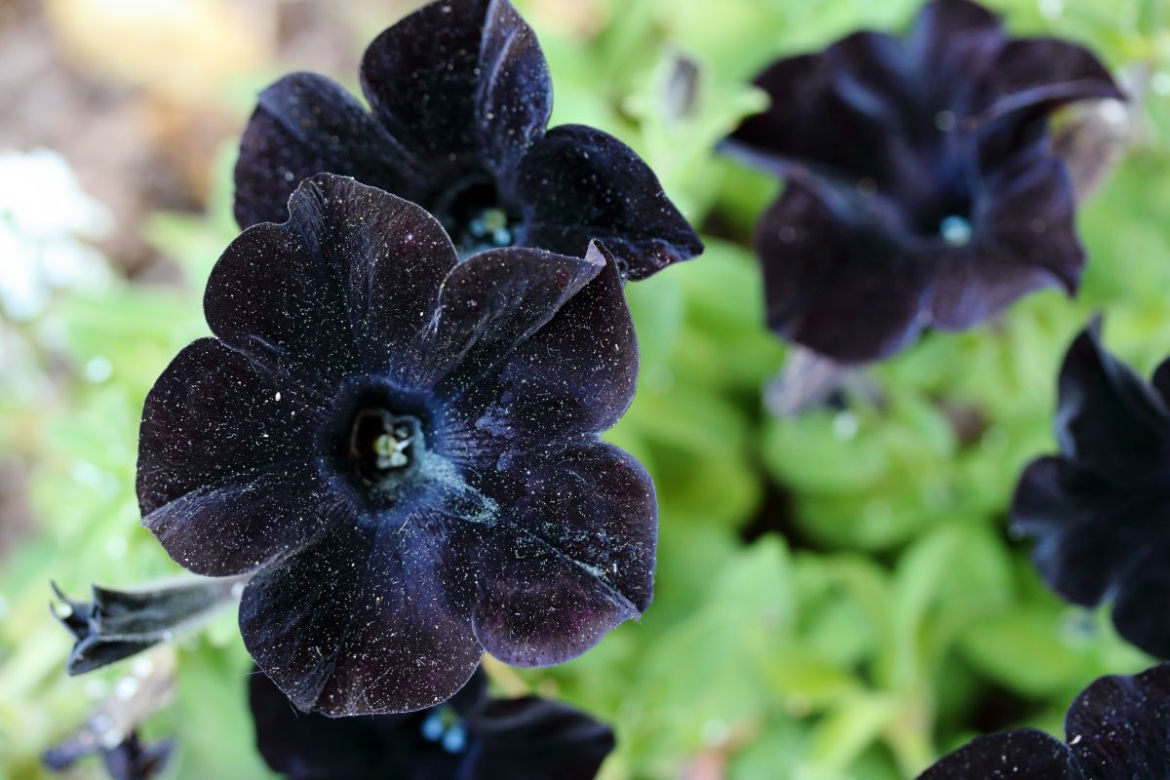 Petunia ogrodowa