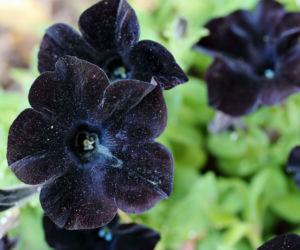 Petunia ogrodowa
