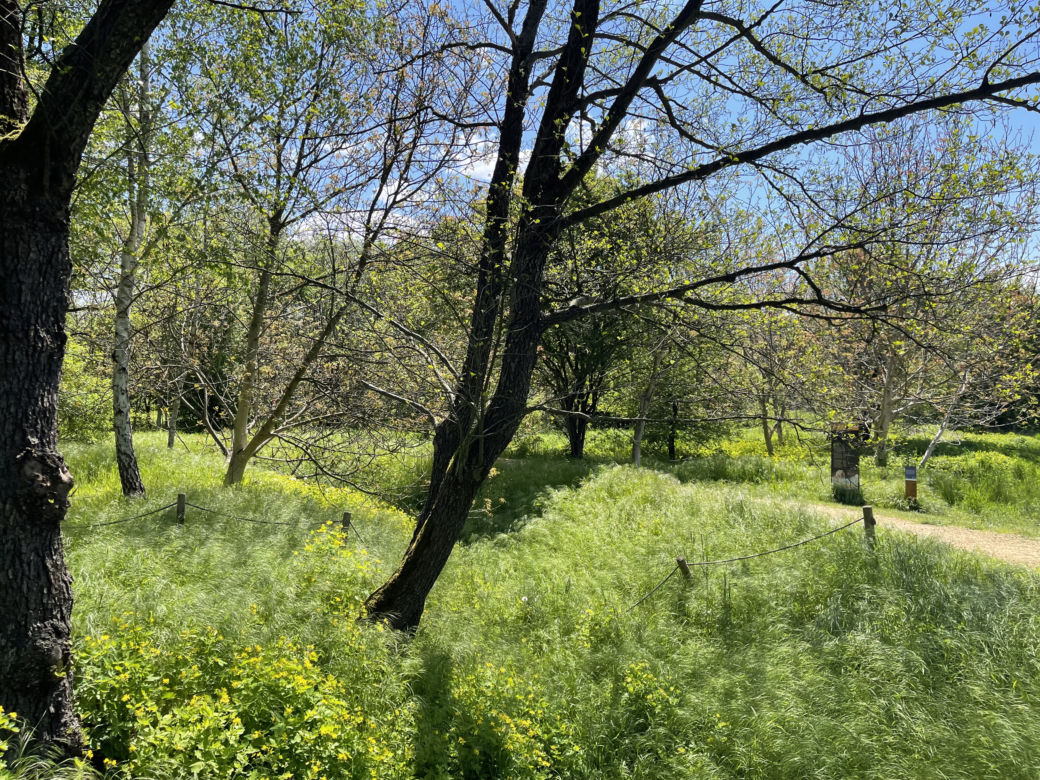Kraków ma najdłuższy park w Polsce. Poznajcie Młynówkę Królewską! 