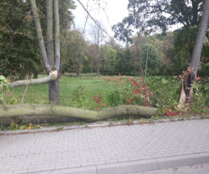 Powiśle. Halny łamał gigantyczne drzewa jak zapałki i przewracał je na samochody!