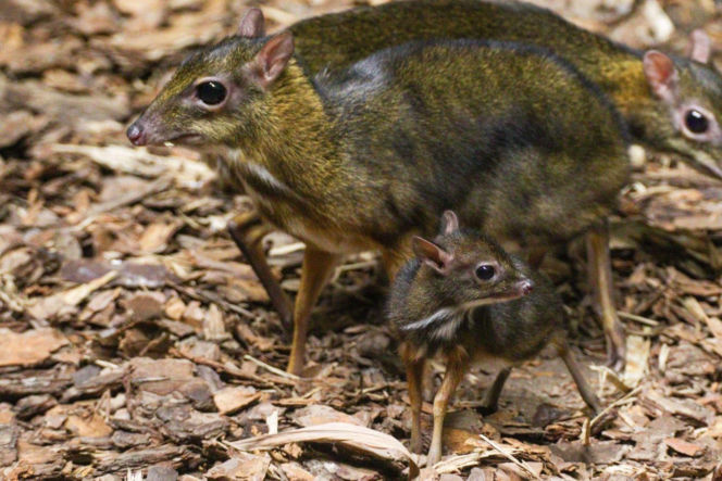 Malutki myszojeleń w Warszawskim ZOO