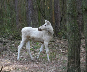 Między drzewami spacerował biały łoś! Zaskakujący widok w Kampinoskim Parku Narodowym