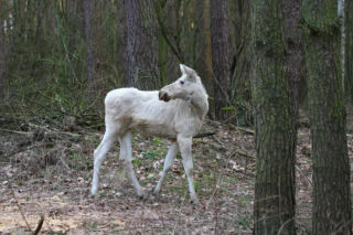 Między drzewami spacerował biały łoś! Zaskakujący widok w Kampinoskim Parku Narodowym